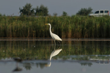 great blue heron in the water