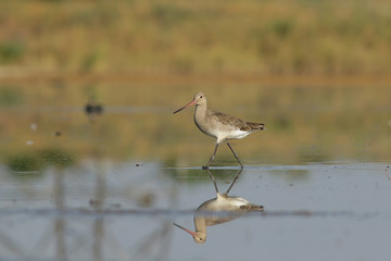 great blue heron in the water
