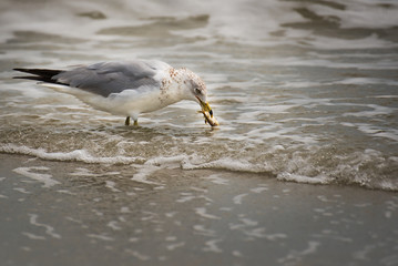 A close up of a seagull in the surf at the beach with a small fish in his mouth.