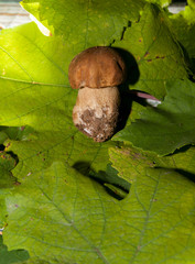 young Boletus Edulis on vine leaves