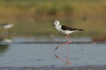 seagull on the beach