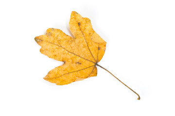Naklejka premium Yellow maple leaf as an autumn symbol. Isolated on white.