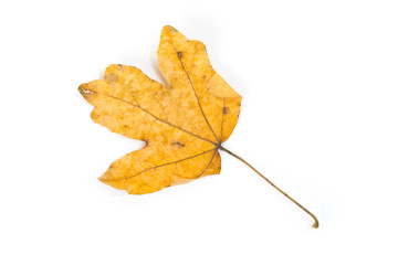 Yellow maple leaf as an autumn symbol. Isolated on white.