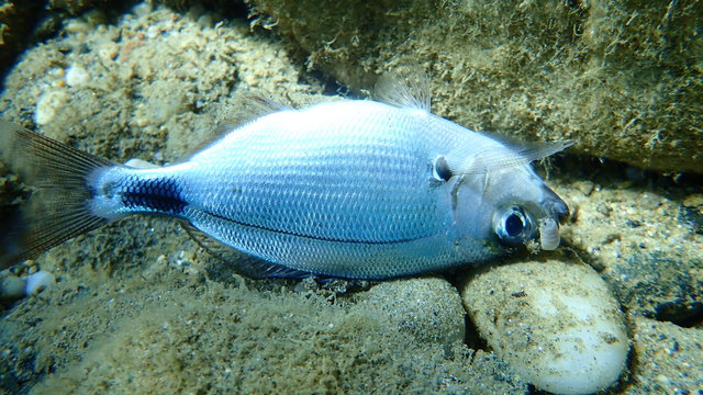 Dead sargo or white seabream (Diplodus sargus) undersea, Aegean Sea, Greece, Halkidiki