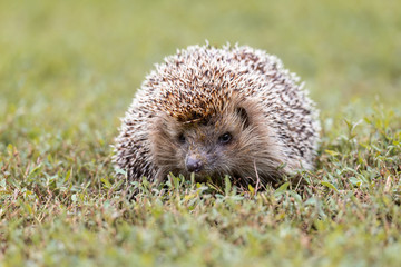 hedgehog on the grass