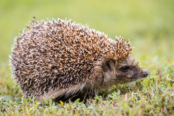 hedgehog on the grass.