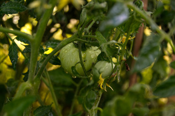 A Growing Green Tomato