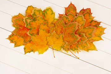 pile of yellow maple leaves are  on white wooden background