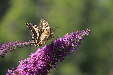 Papillon Machaon