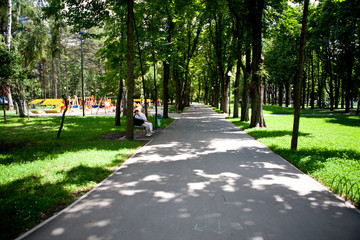Fototapeta premium Alleys and paths of the park with tall green trees on a sunny day along which people walk