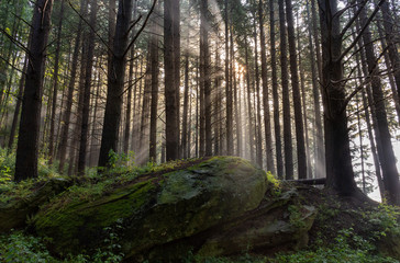 rays of the sun in the Casentino forests