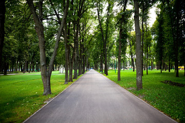 Fototapeta na wymiar Alleys and paths of the park with tall green trees on a sunny day along which people walk