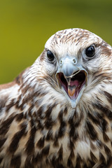 Portrait of Young Laggar Falcon (Falco jugger)