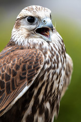 Portrait of Young Laggar Falcon (Falco jugger)