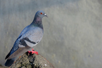 Pigeon standing.Great details of a Pigeon or Columbidae is a bird family consisting of pigeons and doves.