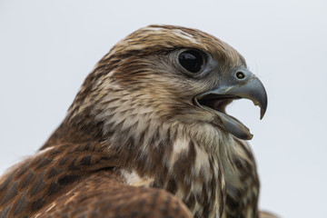 Portrait of Young Laggar Falcon (Falco jugger)