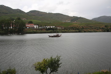 Landscape of vineyards grape in Douro valley, Portugal