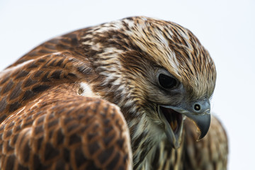 Portrait of Young Laggar Falcon (Falco jugger)
