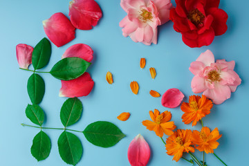 Blooming buds and scattered rose and cosmos flower petals, as well as green rose leaves on a blue background