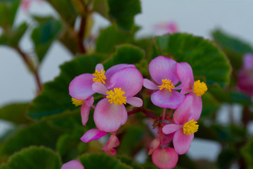 Flor siempre florida