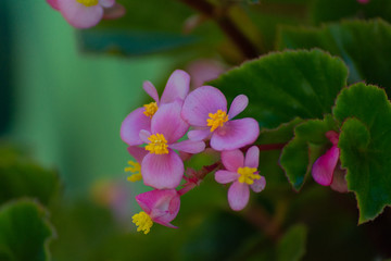 Flor siempre florida