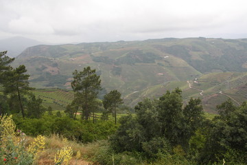 Landscape of vineyards grape in Douro valley, Portugal