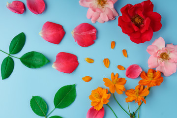 Blooming buds and scattered rose and cosmos flower petals, as well as green rose leaves on a blue background