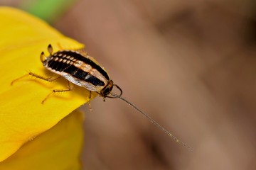 Asian Cockroach nymph (Blattella asahinai) preening its antennae on a yellow flower on the eve of springtime in Houston, TX.