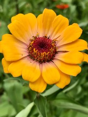 Yellow zinnia flower in the garden 