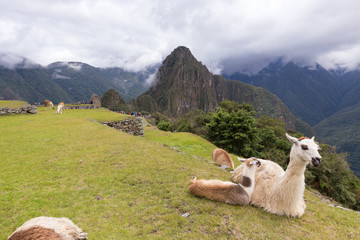 Llama at ruins of the  City of Machu Picchu, Peru