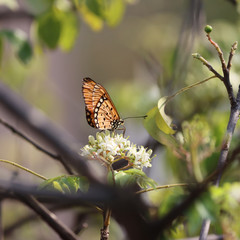 Beautiful Butterfly polling from flowers