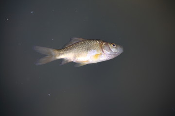 Fischsterben