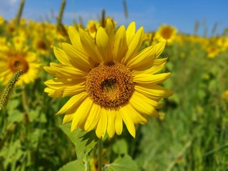 field of sunflowers