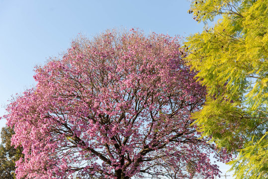 Flowering tree of Brazilian pink ipe (Handroanthus heptaphyllus) and in the background the blue sky