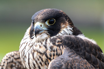 Portrait of Young Peregrine Falcon (Falco peregrinus)