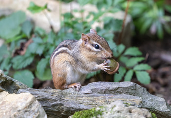 Eastern Chipmunk (Tamias striatus) eating acorn.