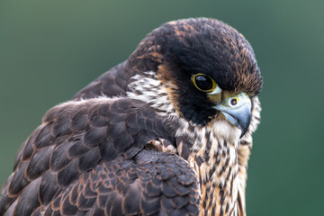 Portrait of Young Peregrine Falcon (Falco peregrinus)