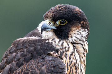 Portrait of Young Peregrine Falcon (Falco peregrinus)