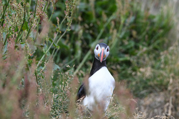 Papageientaucher an den Klippen Islands