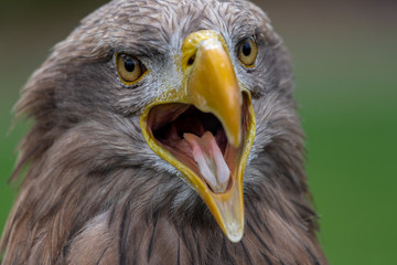 Portrait of White-tailed Eagle (Haliaeetus albicilla)
