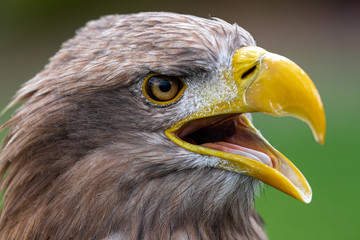 Portrait of White-tailed Eagle (Haliaeetus albicilla)