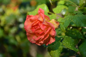 A delicate rose in sparkling drops of rain.