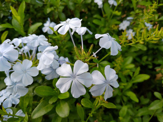 White flowers in Garden