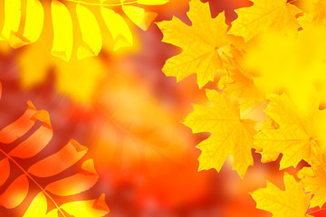 autumn landscape with bright colorful foliage. Indian summer.