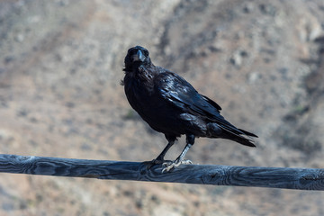 Canary Raven (Corvus corax tingitanus). Canary Islands. Fuerteventura. Spain.
