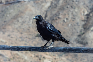 Canary Raven (Corvus corax tingitanus). Canary Islands. Fuerteventura. Spain.