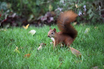 Eichhörnchen