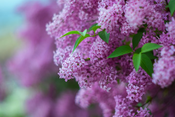Blossoming purple lilacs in the spring. Selective soft focus, shallow depth of field. Blurred image, spring background.