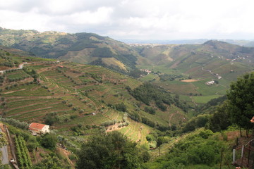 Landscape of vineyards grape in Douro valley, Portugal