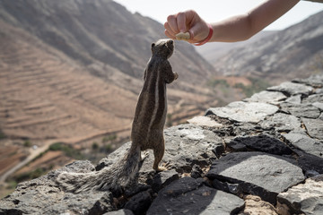 Hand feeding of the Barbary ground squirrel (Atlantoxerus getulus). Fuerteventura. Canary Islands. Spain.
